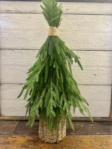 Drooping Soft Touch Austrian Pine in Basket Small