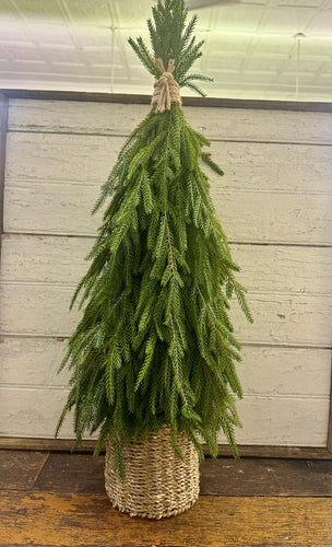 Drooping Soft Touch Austrian Pine in Basket Large